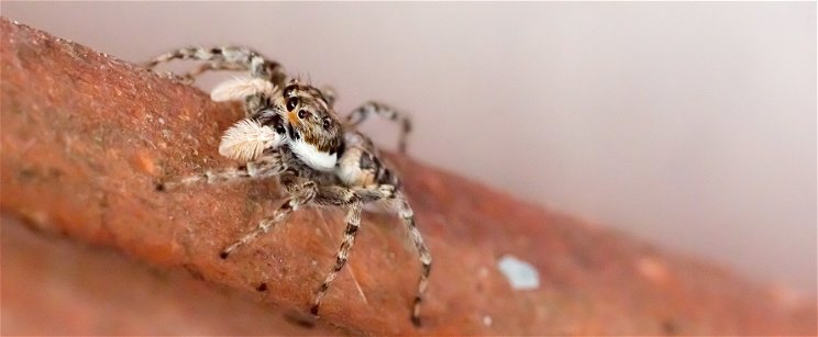 Hidegrázós: a pókok rendszeresen felrepülenk több kilométeres magasságokba