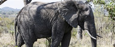 A második világháborúban egy elefánt is harcolt, a borzalmak ellenére hihetetlenül hosszú ideig élt