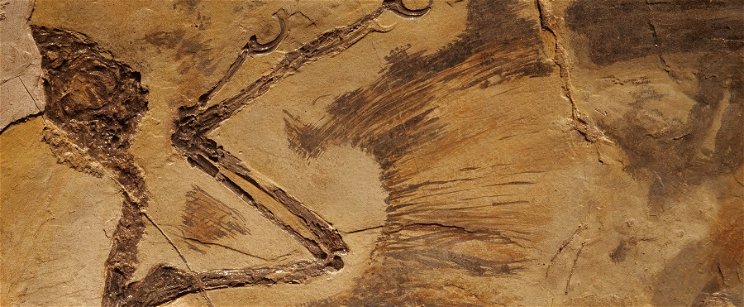Rendkívüli dinoszaurusz-lelet került elő: amit a belsejében találtak, új kaput nyit az őslénytanban 