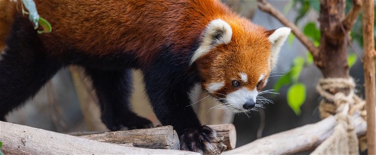 Napi cuki: tenyérből majszoló vörös pandák a budapesti állatkertben